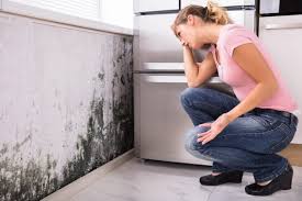 Best Black Mold Removal in Cross Roads, TX